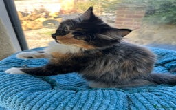 Maine Coon cats for sale: Pedigree Maine Coon kittens  - Image 10
