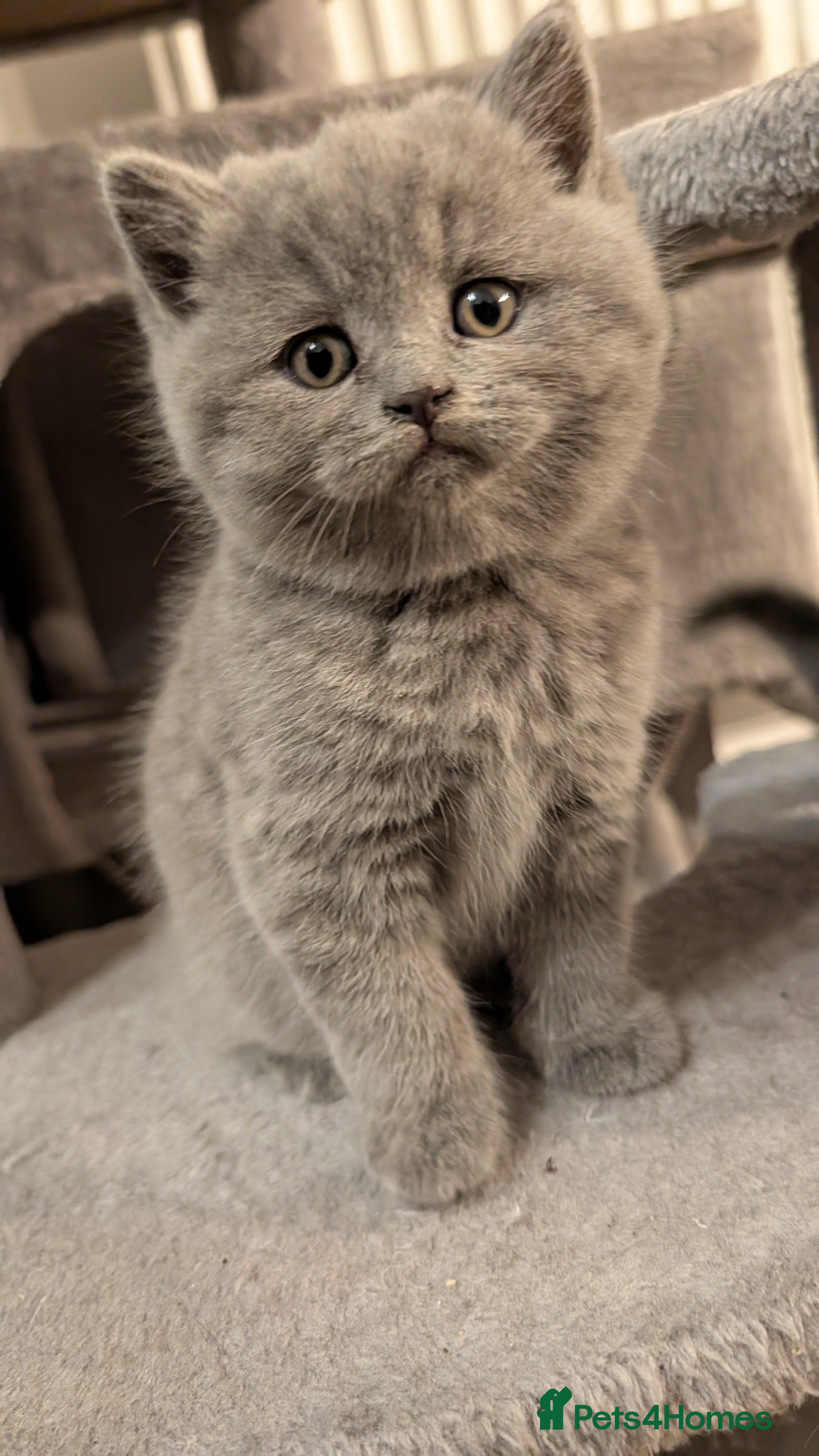 British Shorthair cats British Shorthair Kittens – Fluffy & Adorable! - Advert 2