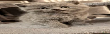 British Shorthair 2