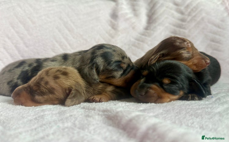 Miniature Dachshund dogs - Advert 11