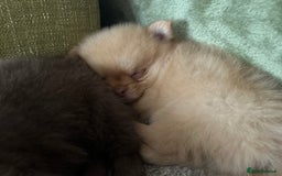 Pomeranian dogs for sale: 2 stunning boy Pomeranian pups ready in 1 week  - Image 20