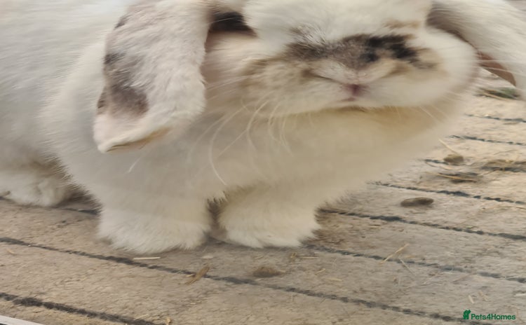 Mini Lop rabbits - Advert 3