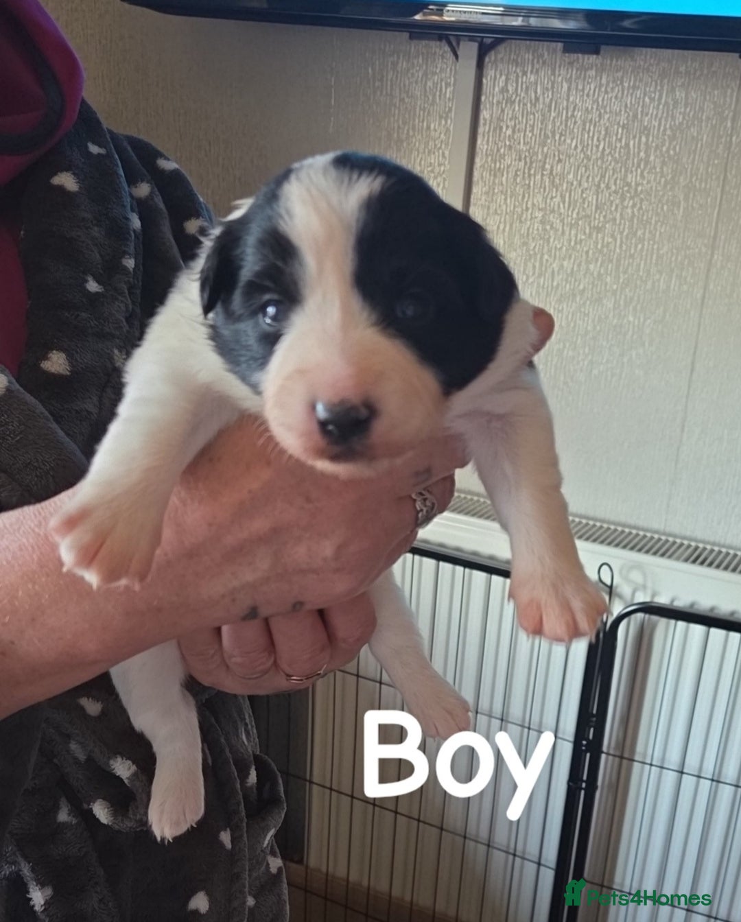 Border Collie dogs for sale: Border collie puppies  - Advert 10