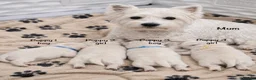 West Highland Terrier dogs for sale: Traditional west highland white terrier puppies - Advert 1