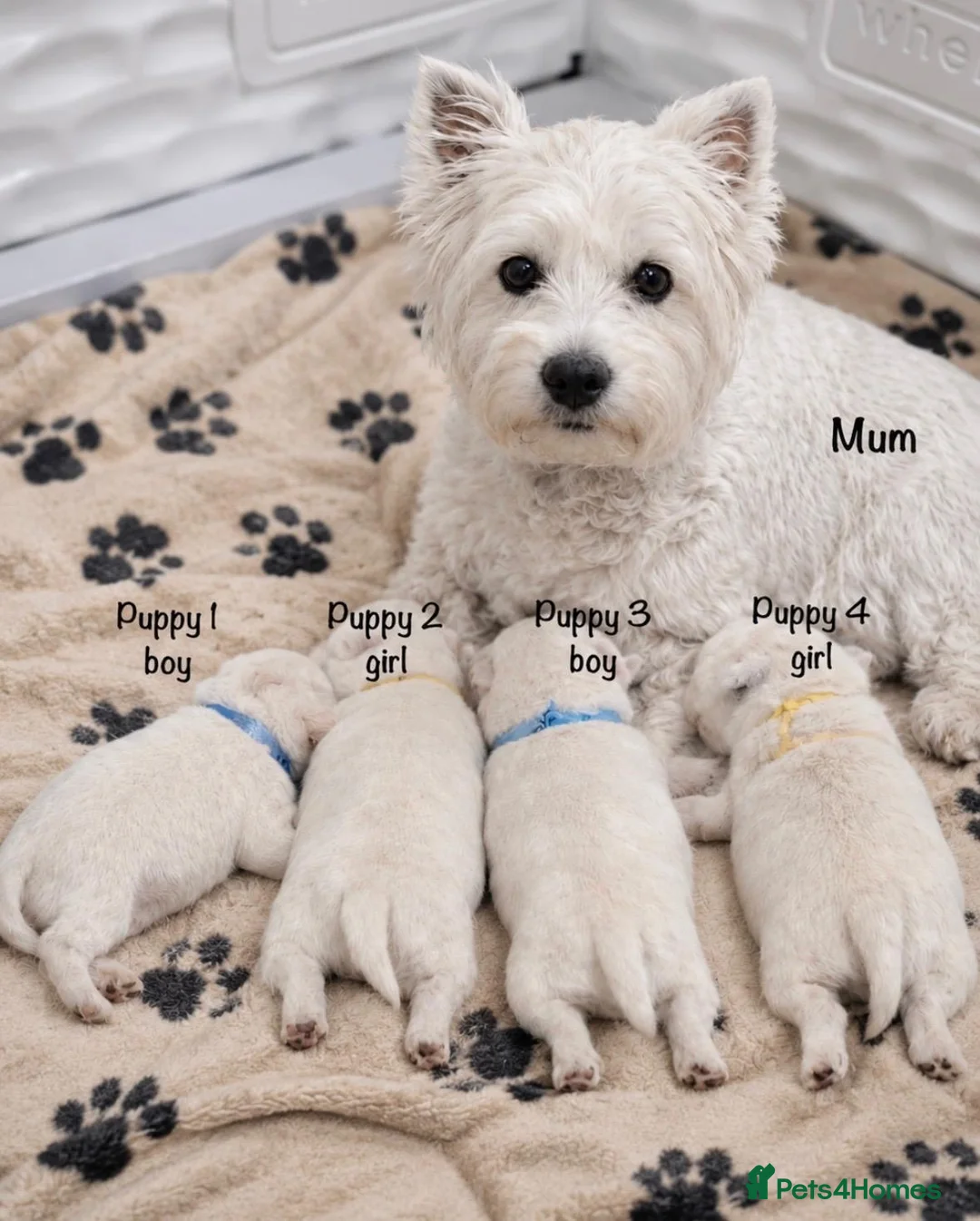 West Highland Terrier dogs for sale: Traditional west highland white terrier puppies - Advert 1