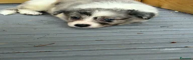 Border Collie 1
