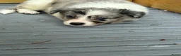 Border Collie dogs for sale: 6 blue merle border collies puppys  - Advert 4