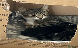 Bengal cats for sale: 3 Bengal mix kittens  - Image 25