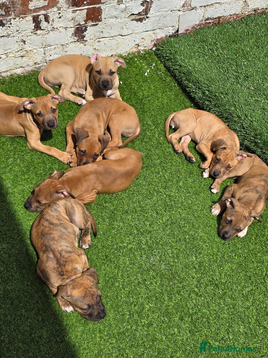 Mixed Breed dogs for sale: 💎 Stunning Brindle Bully Pups – Rare, Ready Now! - Image 8