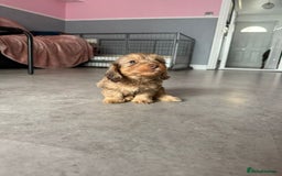 Mixed Breed dogs for sale: MAGNIFICENT LONG-HAIRED MINIATURE PUPPIES - Image 4