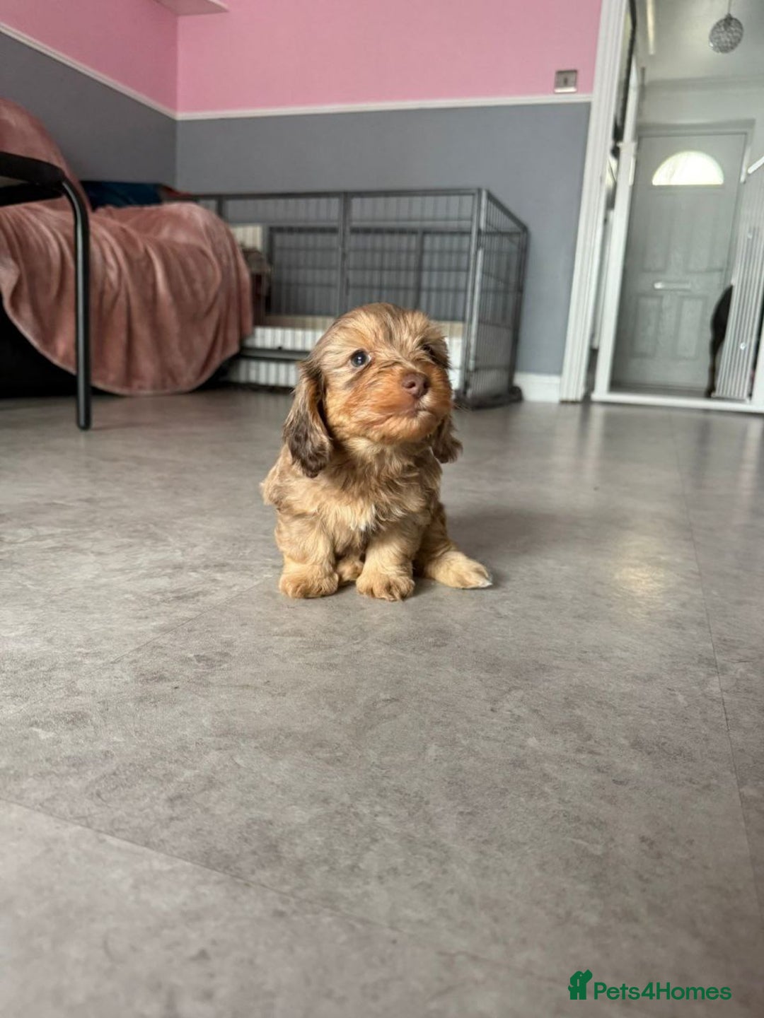 Mixed Breed dogs for sale: MAGNIFICENT LONG-HAIRED MINIATURE PUPPIES - Image 4