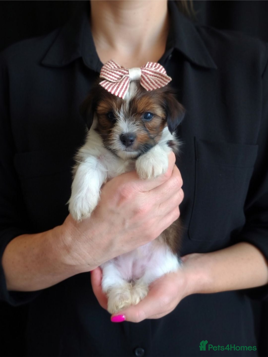 Biewer Terrier dogs Biewer Terrier Puppies×Home Raised×BeautifulColour - Advert 1