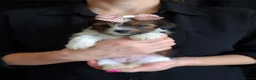 Biewer Terrier dogs for sale: Biewer Terrier Puppies×Home Raised×BeautifulColour - Advert 6