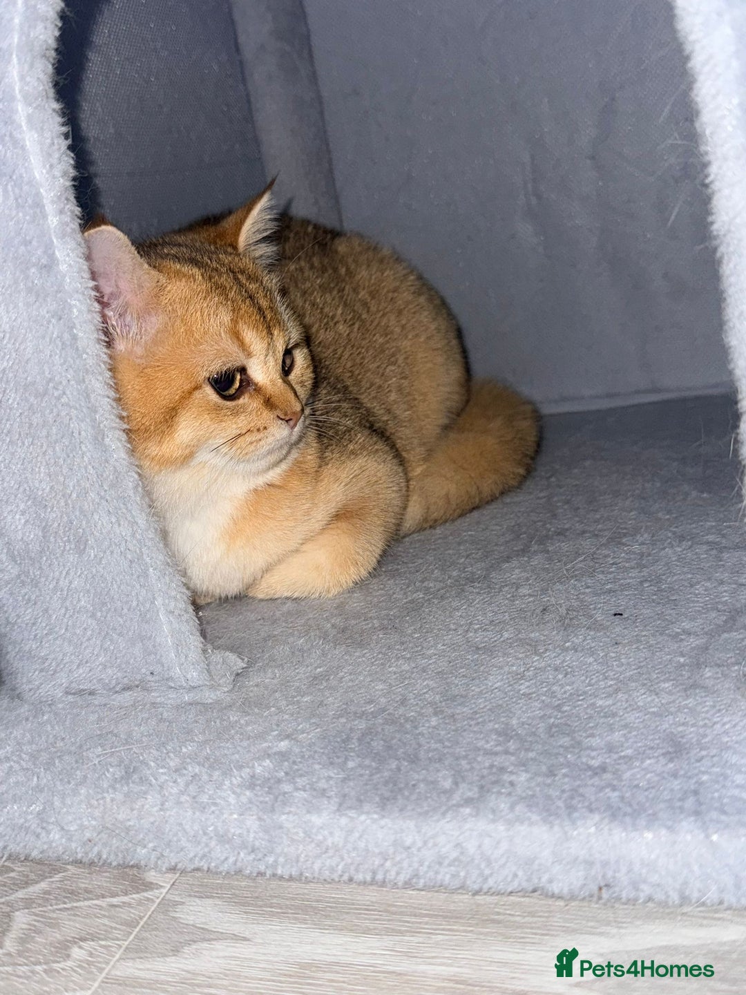 British Shorthair cats for sale: British shorthair 2 kittens - Advert 13