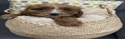 Cavapoo dogs for sale:  282 HEALTH TESTS ALL CLEAR WITH CERTIFICATES  - Advert 7