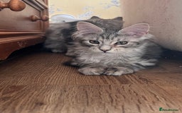 Maine Coon cats for sale: Maine coon kittens available  - Image 3