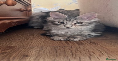 Maine Coon cats - Advert 16