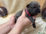 Cane Corso Puppy 8