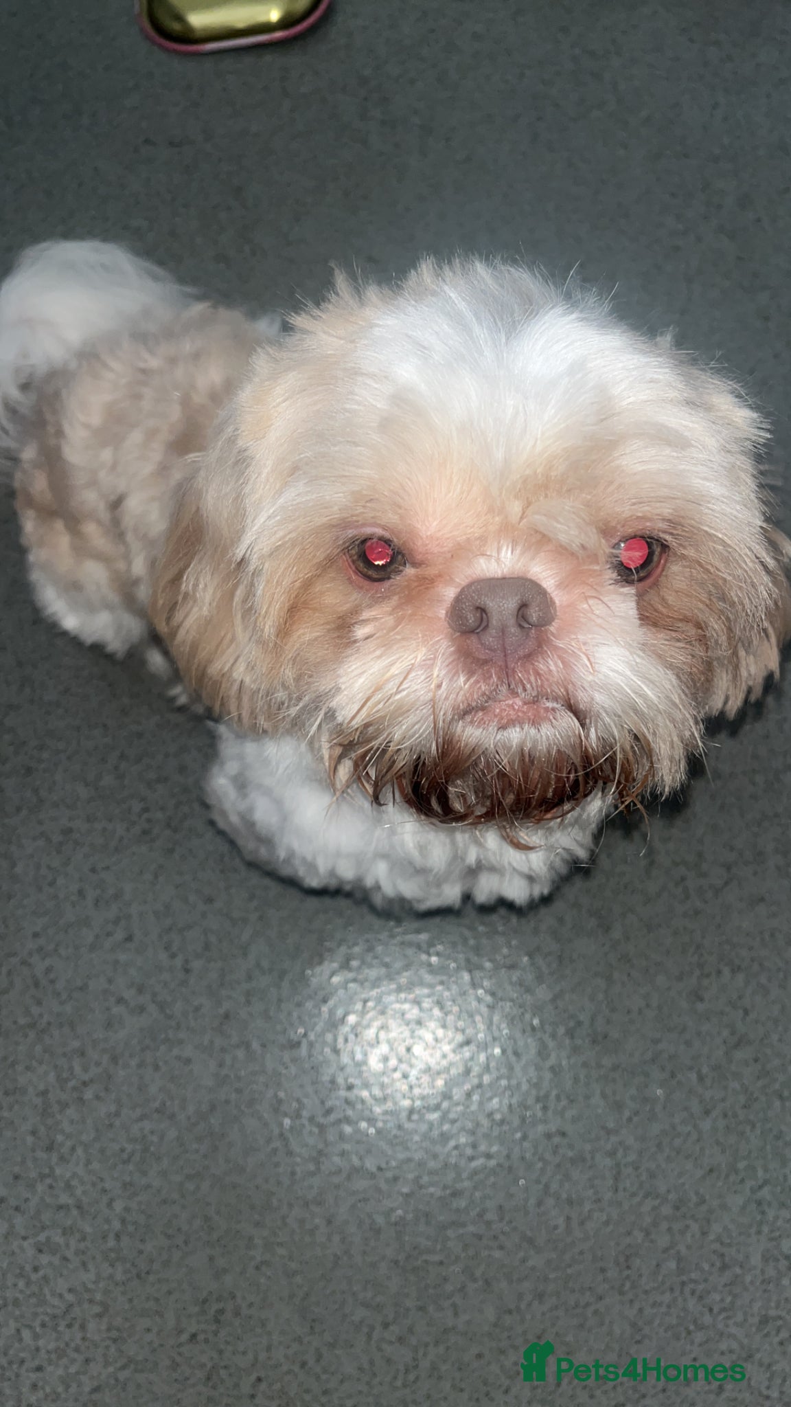 Shih Tzu dogs for sale: Louis needs a new home 😩 in London - Advert 5