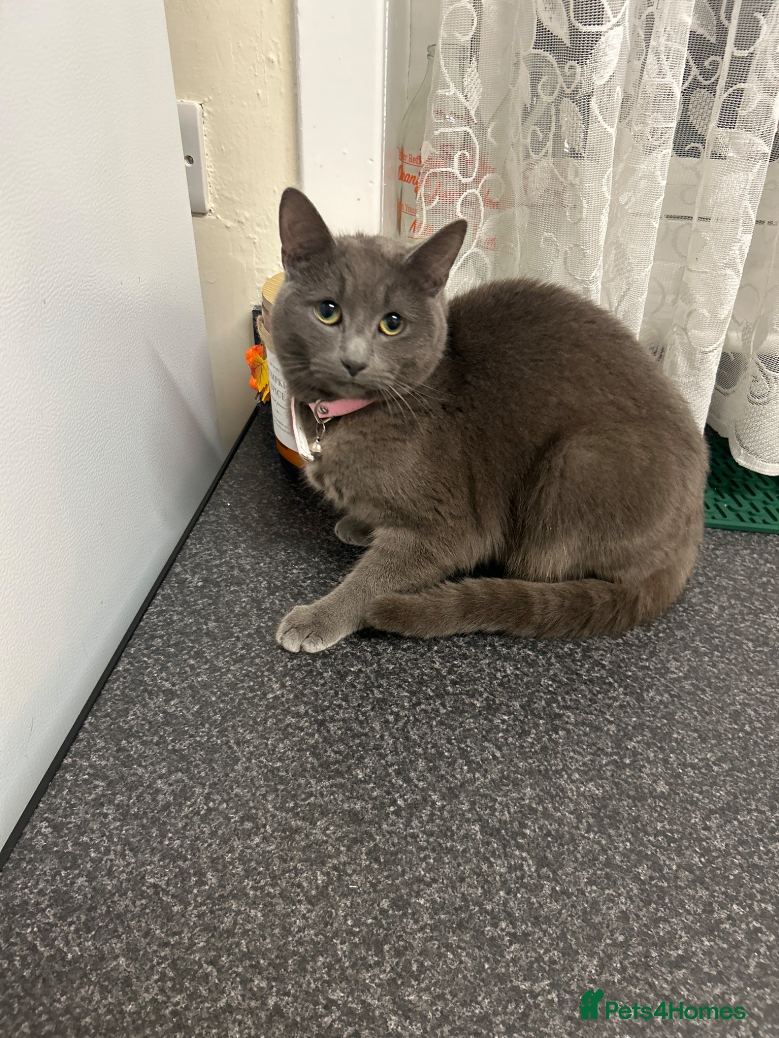 British Shorthair cats “British shorthair” Needs sold due to moving  - Advert 5
