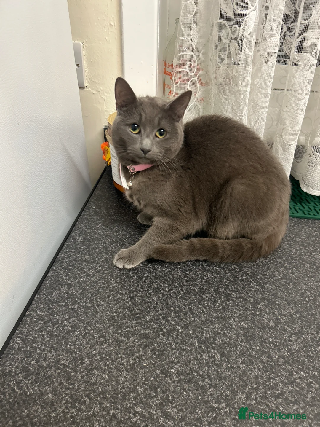 British Shorthair cats for sale: “British shorthair” Needs sold due to moving  in Glenrothes - Advert 1