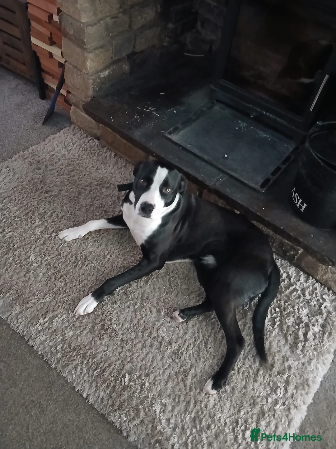 Mixed Breed dogs for sale: Colliexbullmastif - Advert 2