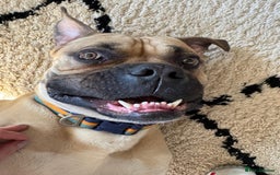 Mixed Breed dogs for sale: Meet Hooper – Your Loyal, Loving Companion Awaits! - Image 4