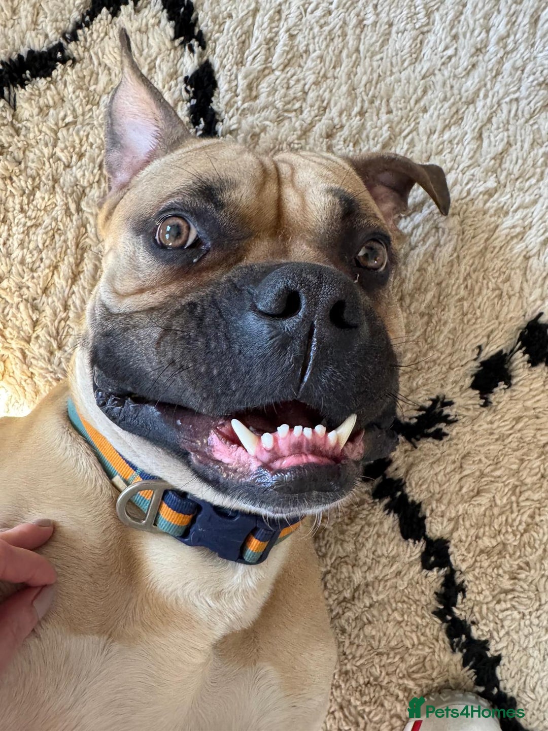 Mixed Breed dogs for sale: Meet Hooper – Your Loyal, Loving Companion Awaits! - Image 4