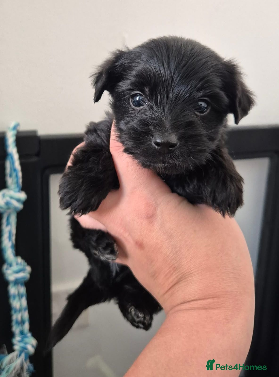 Yorkshire Terrier dogs Gorgeous Lilliputian Yorkies available  - Advert 1