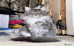 Maine Coon cats for sale: Maine coon ragdoll cross - Image 2