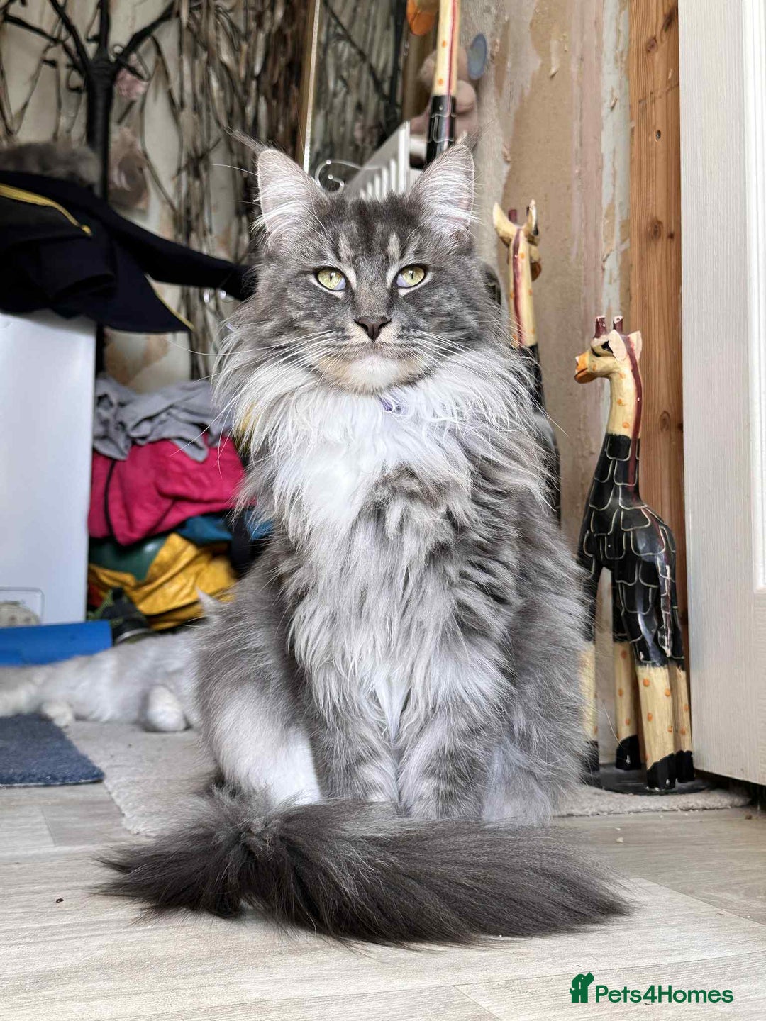 Maine Coon cats for sale: Maine coon ragdoll cross - Image 2