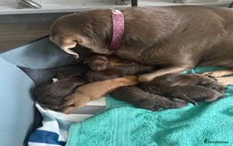 Labrador Retriever dogs for sale: Puppies - Image 7