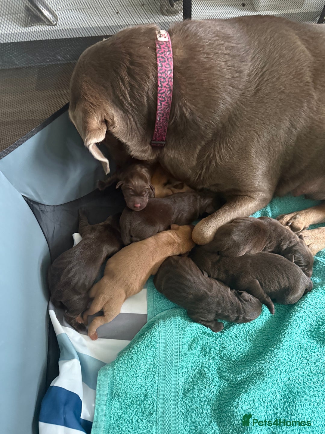 Labrador Retriever dogs for sale: Puppies - Image 7