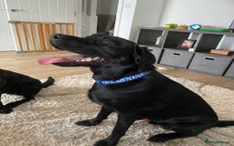 Labrador Retriever dogs for sale: Handsome Reggie needs forever family - Image 4