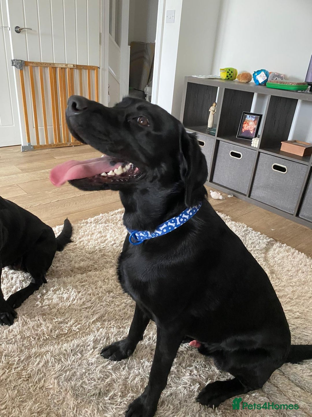 Labrador Retriever dogs for sale: Handsome Reggie needs forever family - Image 4