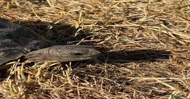 Tortoise reptiles in Sutton - Advert 12