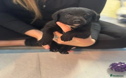 Mixed Breed dogs for sale: Jack Russell X Pomeranian Puppy’s for sale   - Image 7