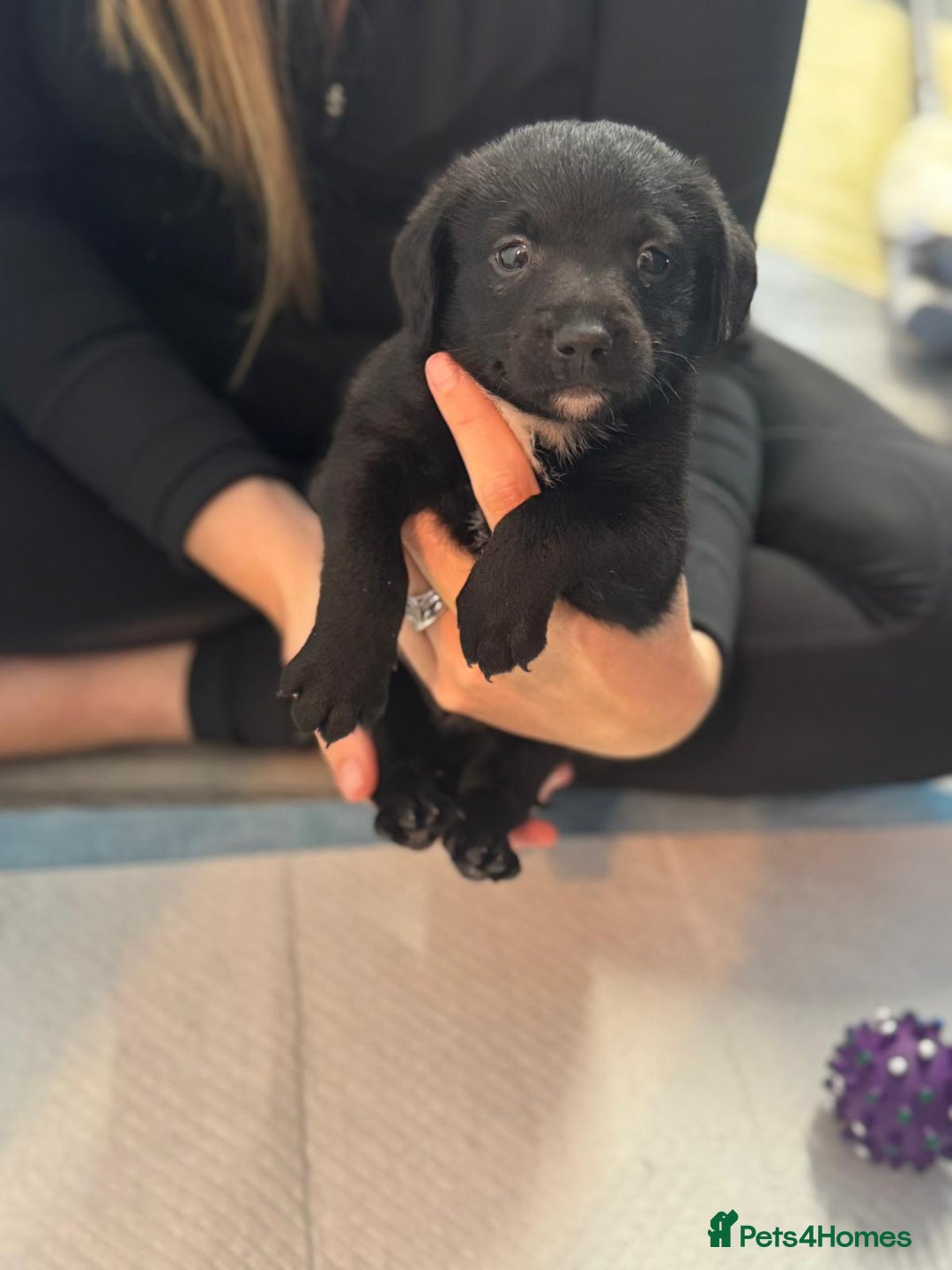 Mixed Breed dogs for sale: Jack Russell X Pomeranian Puppy’s for sale   - Image 7