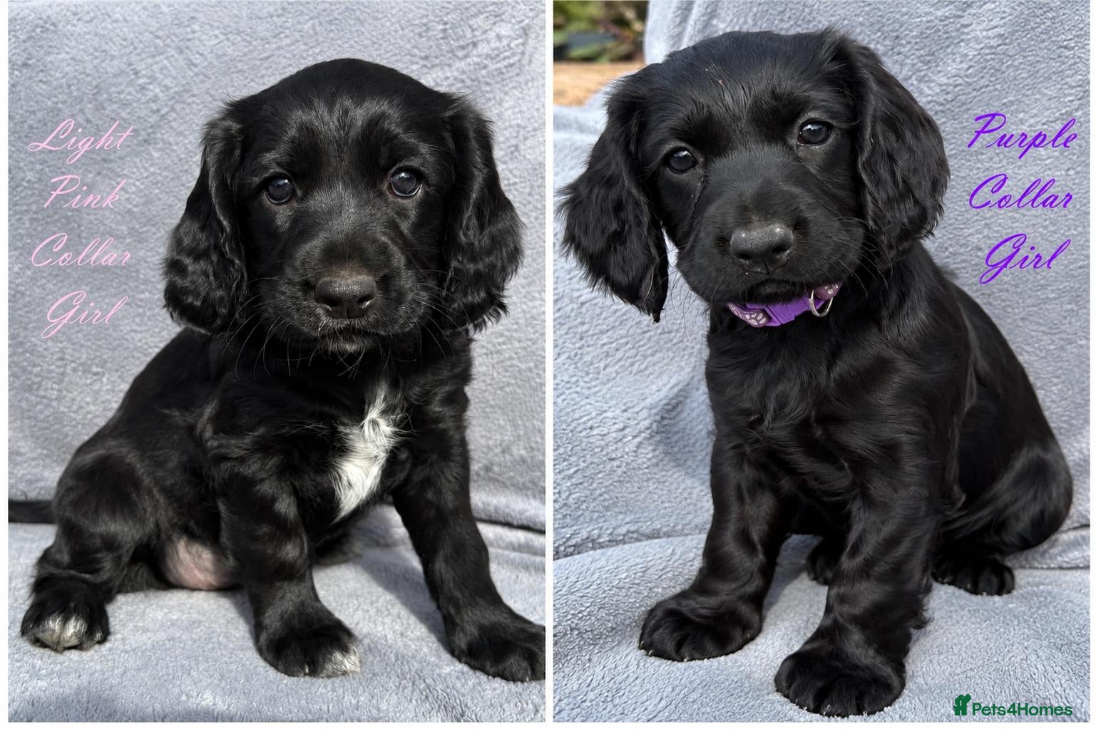 Cocker Spaniel dogs KC reg Cocker Spaniel pups (working) - Advert 1