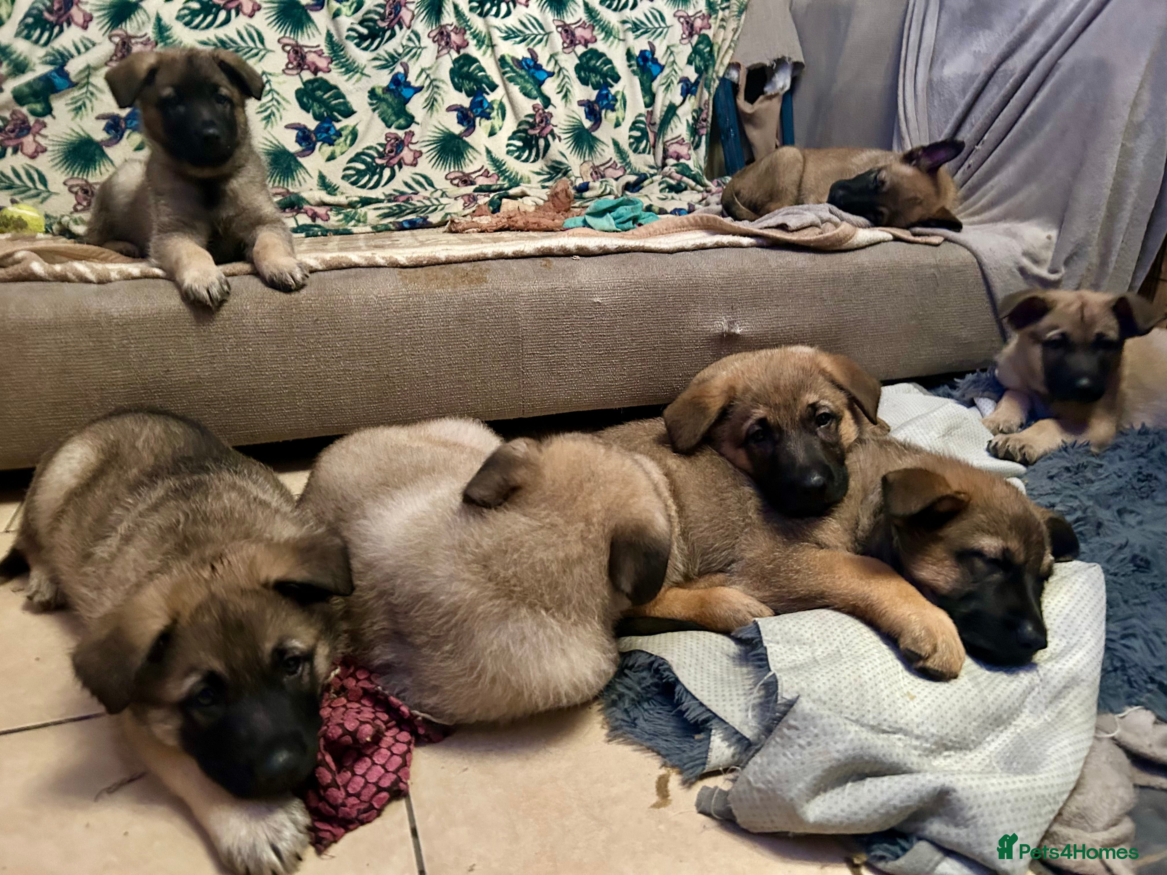 German Shepherd dogs German Shepherd puppies  - Advert 4