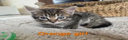 Mixed Breed cats for sale: Beautiful kittens looking for their forever homes  - Advert 30