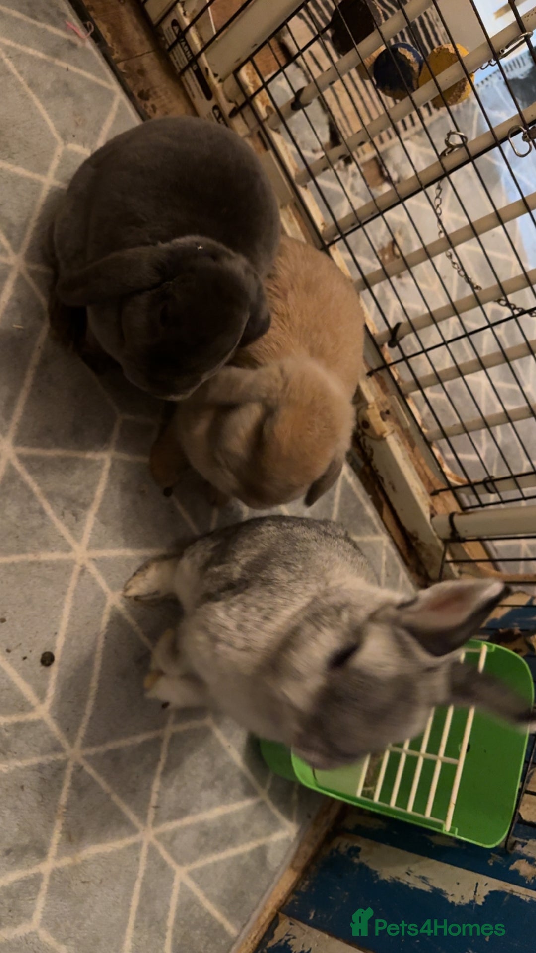 Mixed Breed rabbits for sale: For stunning rabbits looking for a new home  - Advert 6