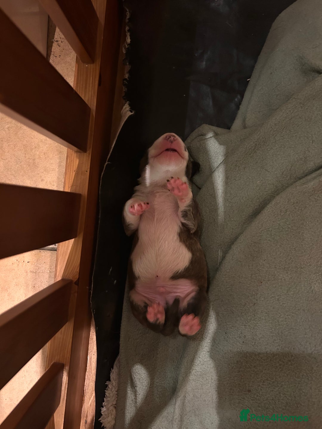 Bull Terrier dogs for sale: Lovely big boned bull terrier  - Advert 5