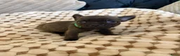 Mixed Breed dogs for sale: Frenchies x Pomeranian puppies - Advert 7
