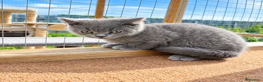 British Shorthair 3