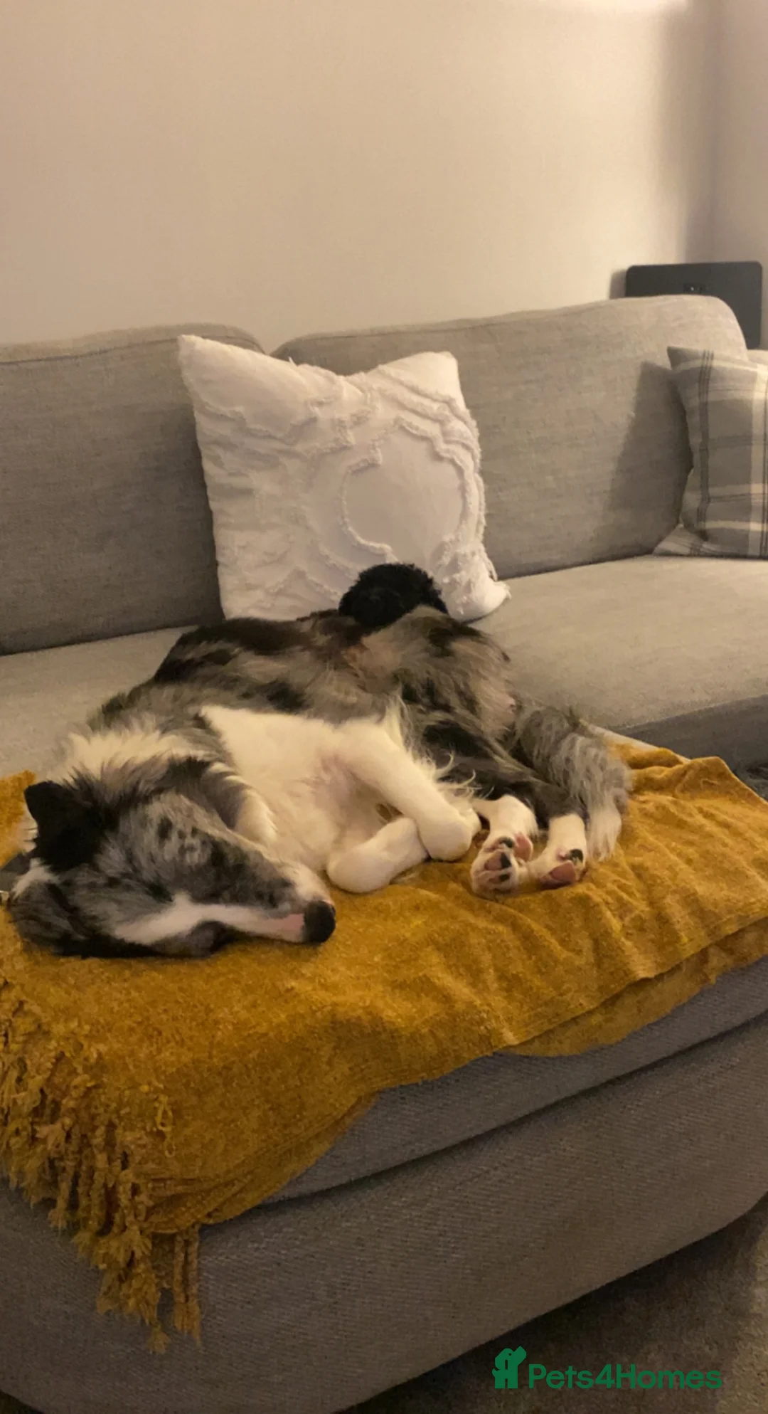 Border Collie dogs for sale: Border collie  in Gateshead - Advert 6