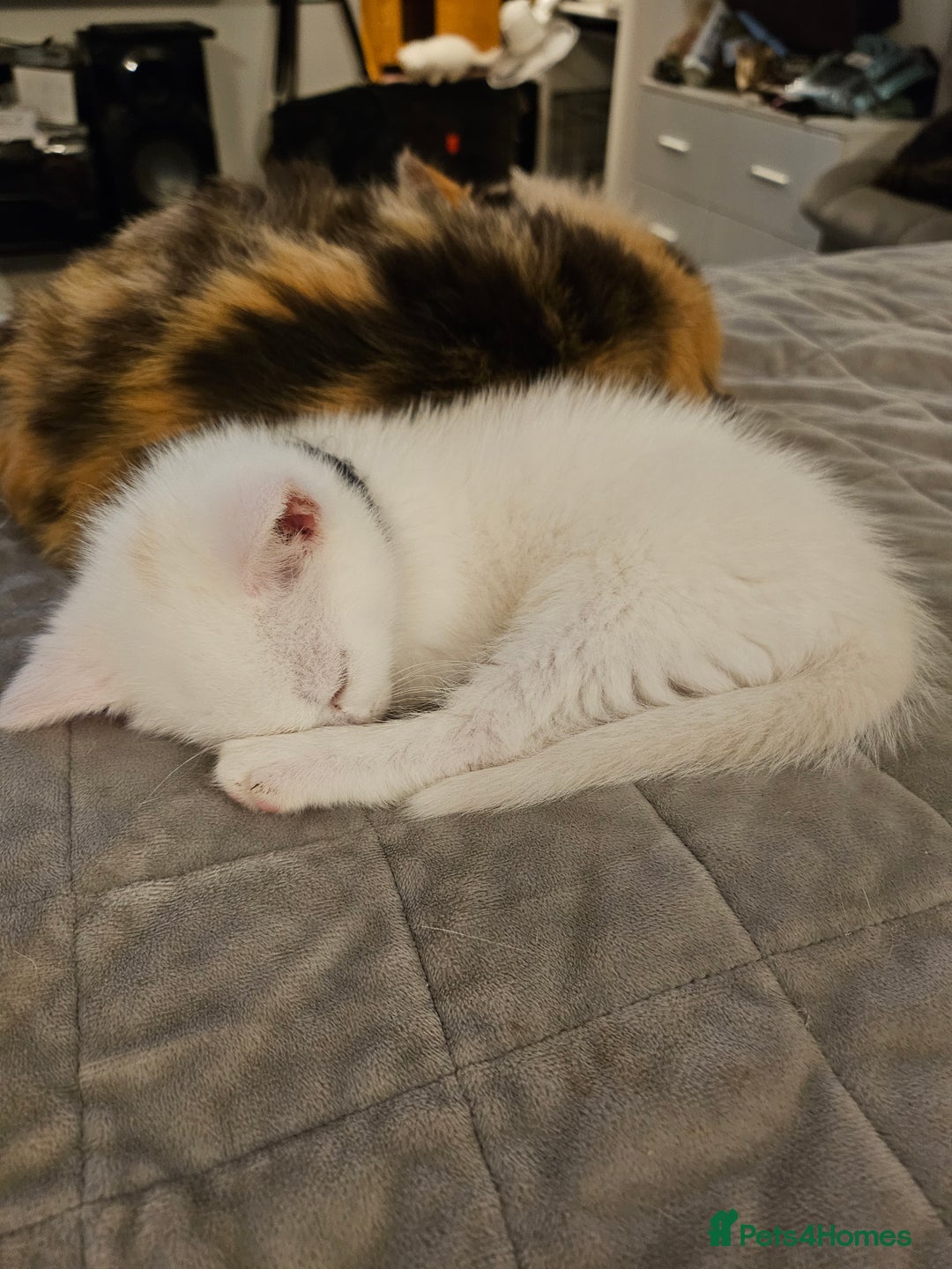 British Longhair cats for sale: BLH and BSH - Advert 19