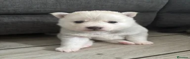 Polar