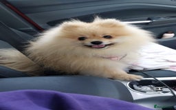 Pomeranian dogs for stud: Beautiful Cream Sable Stud - Teddy Face - Image 1