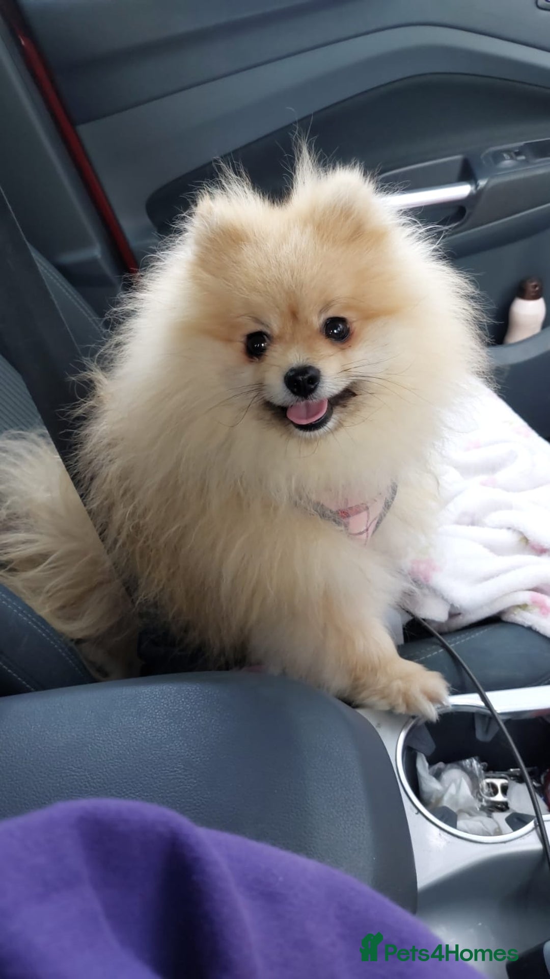 Pomeranian dogs for stud: Beautiful Cream Sable Stud - Teddy Face - Image 1